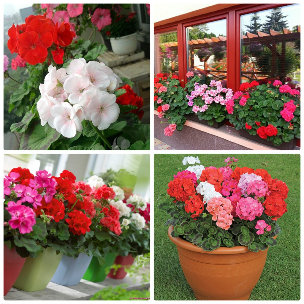 BÍ QUYẾT TẠO HƯƠNG PHÒNG KHÁCH: 9 LOÀI HOA “BÁU VẬT MÙA ĐÔNG” VỪA SANG TRỌNG VỪA THƠM NHƯ NƯỚC HOA CAO CẤP